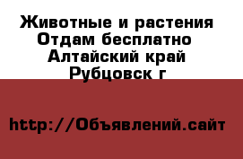 Животные и растения Отдам бесплатно. Алтайский край,Рубцовск г.